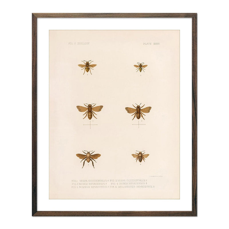 Bees Art Print - Muir Way - Animals