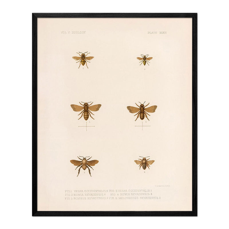 Bees Art Print - Muir Way - Animals