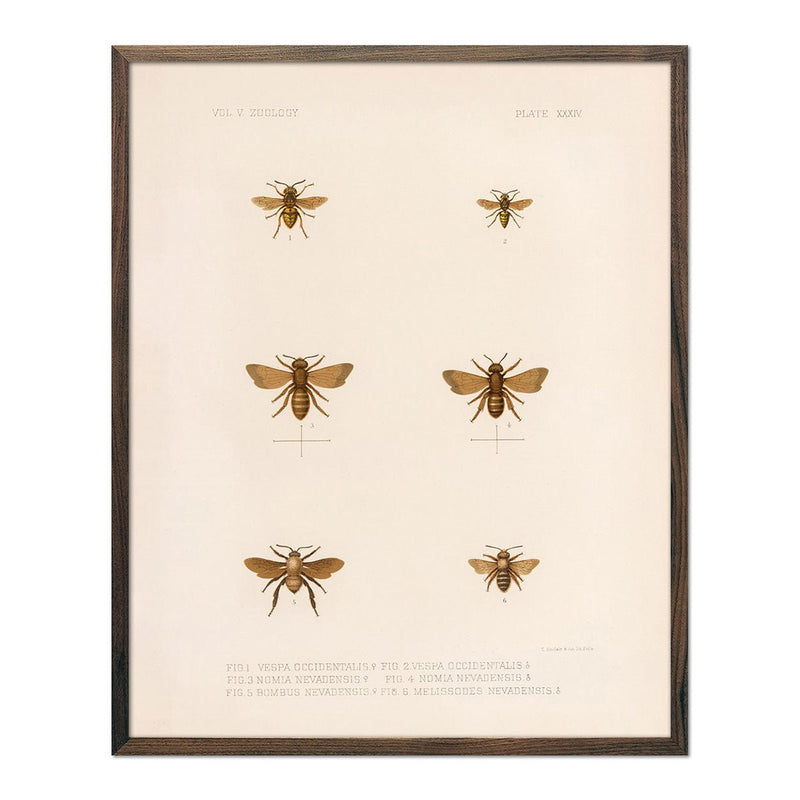 Bees Art Print - Muir Way - Animals