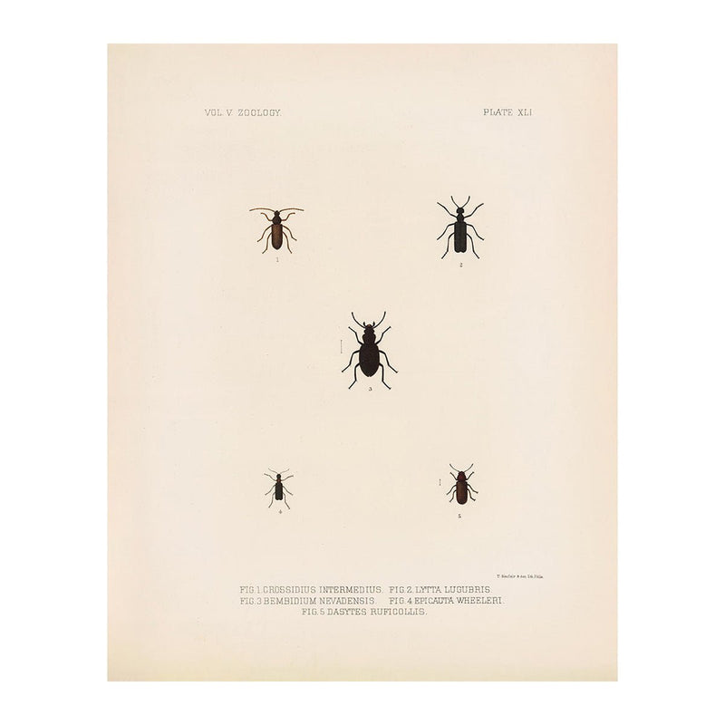 Beetles Art Print - Muir Way - Animals