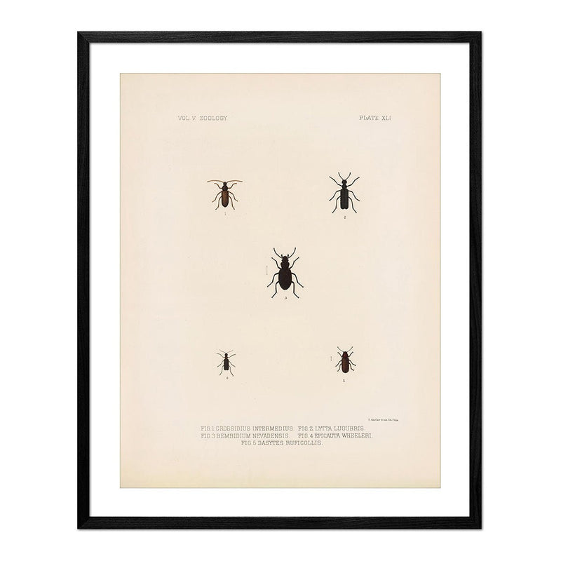 Beetles Art Print - Muir Way - Animals