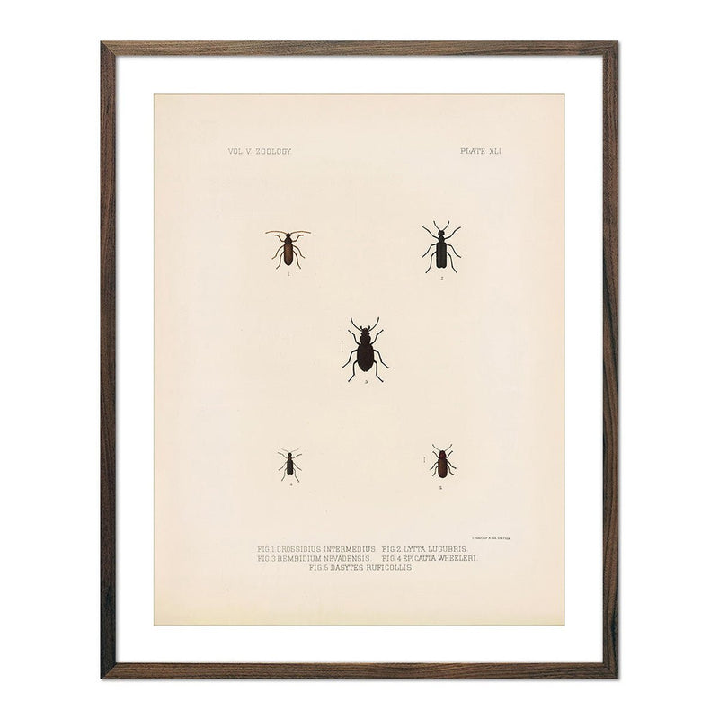 Beetles Art Print - Muir Way - Animals