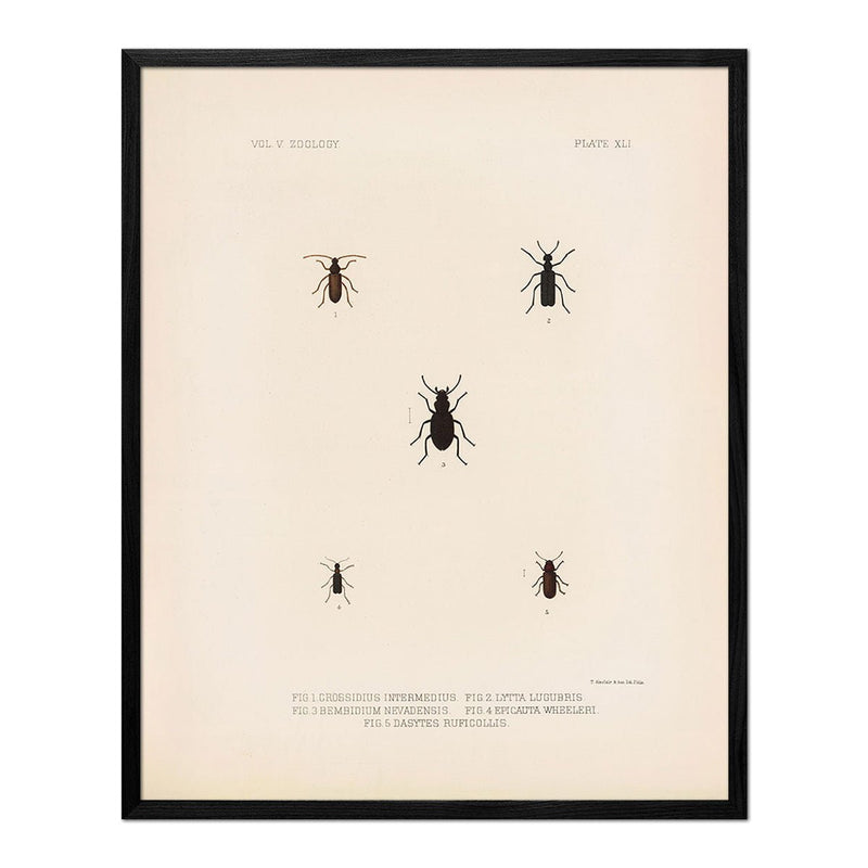 Beetles Art Print - Muir Way - Animals
