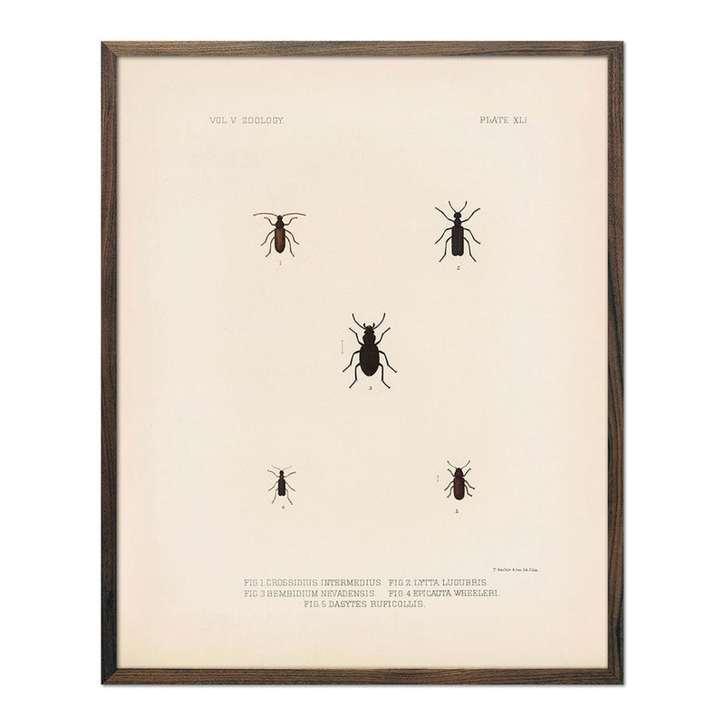 Beetles Art Print - Muir Way - Animals