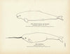 Beluga (White Whale) and Narwhal Art Print
