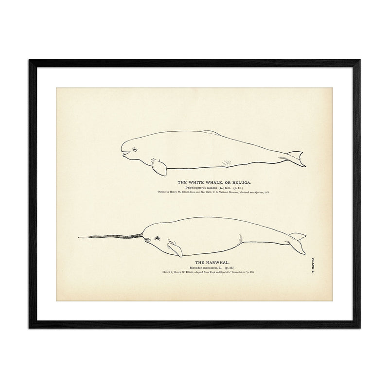 Beluga (White Whale) and Narwhal Art Print - Muir Way - Fisheries