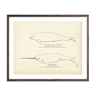 Vintage Beluga and Narwhal fish print