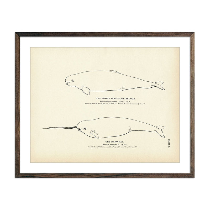 Beluga (White Whale) and Narwhal Art Print - Muir Way - Fisheries