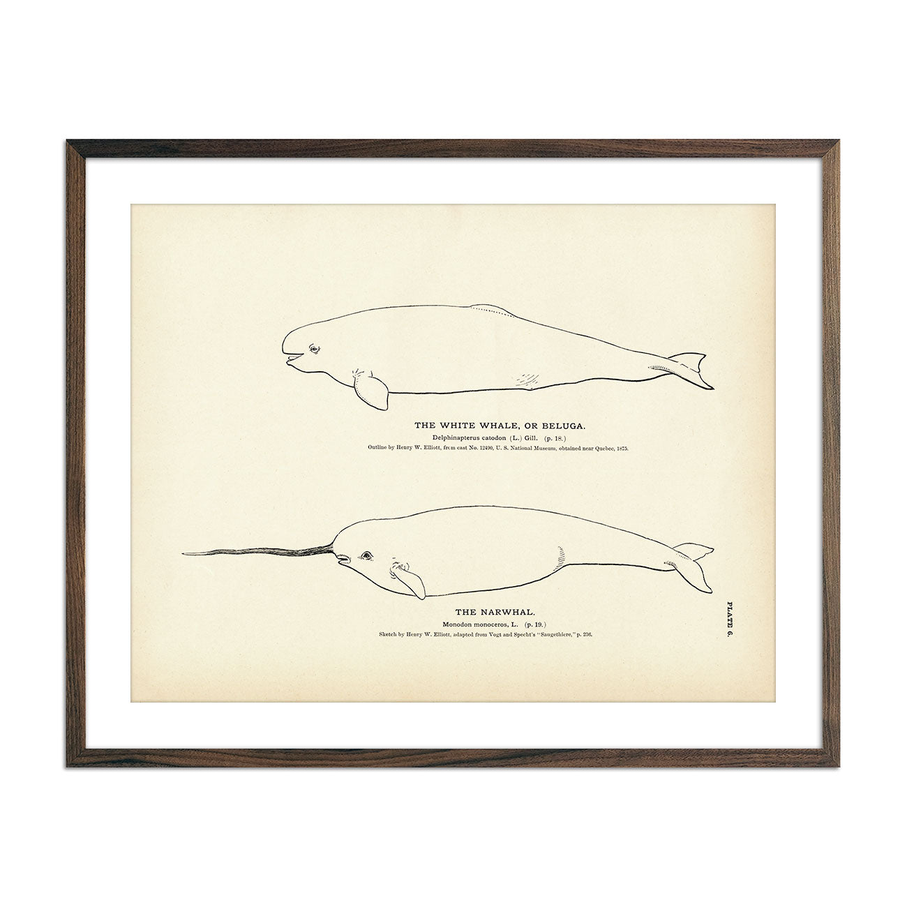 Vintage Beluga and Narwhal fish print