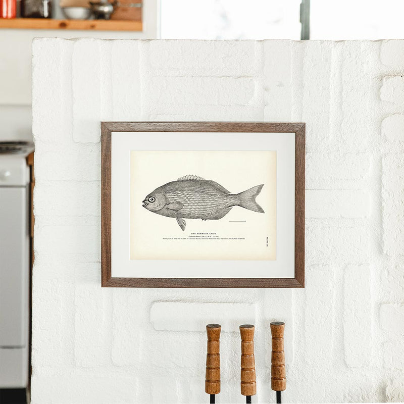 Bermuda Chub Art Print - Muir Way - Fisheries