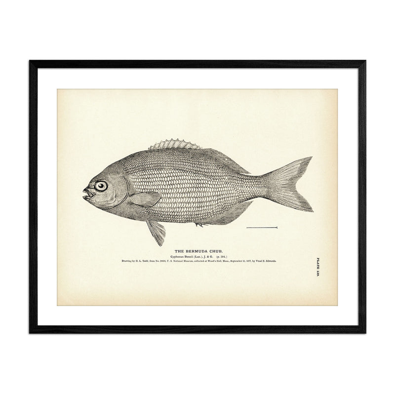 Vintage Bermuda Chub fish print