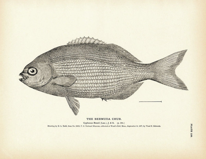 Bermuda Chub Art Print - Muir Way - Fisheries