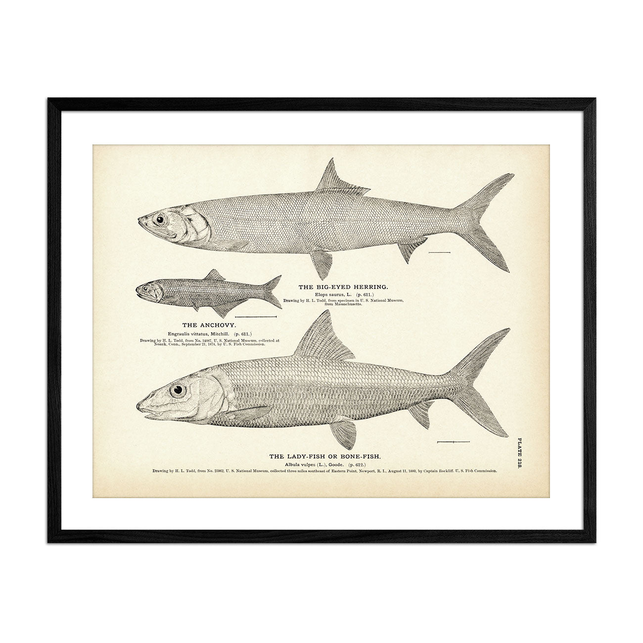 Big-Eyed Herring, Anchovy, and Lady-Fish (Bone-Fish) - 1884 Print