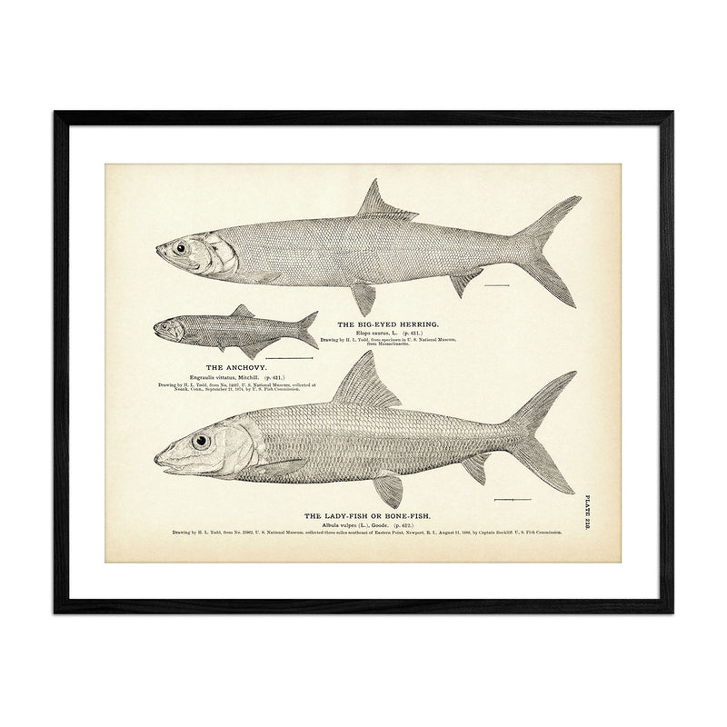 Big - Eyed Herring, Anchovy, and Lady - Fish (Bone - Fish) Art Print - Muir Way - Fisheries