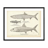 Big-Eyed Herring, Anchovy, and Lady-Fish (Bone-Fish) Art Print