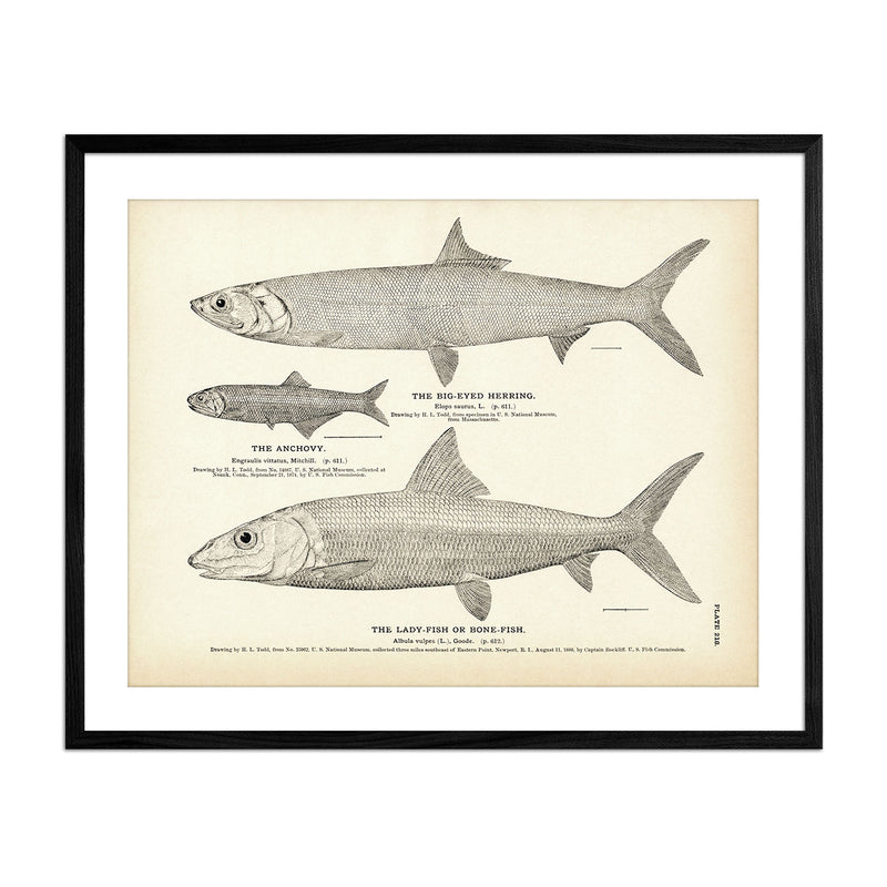 Vintage Big-Eyed Herring, Anchovy and Lady-Fish fish print