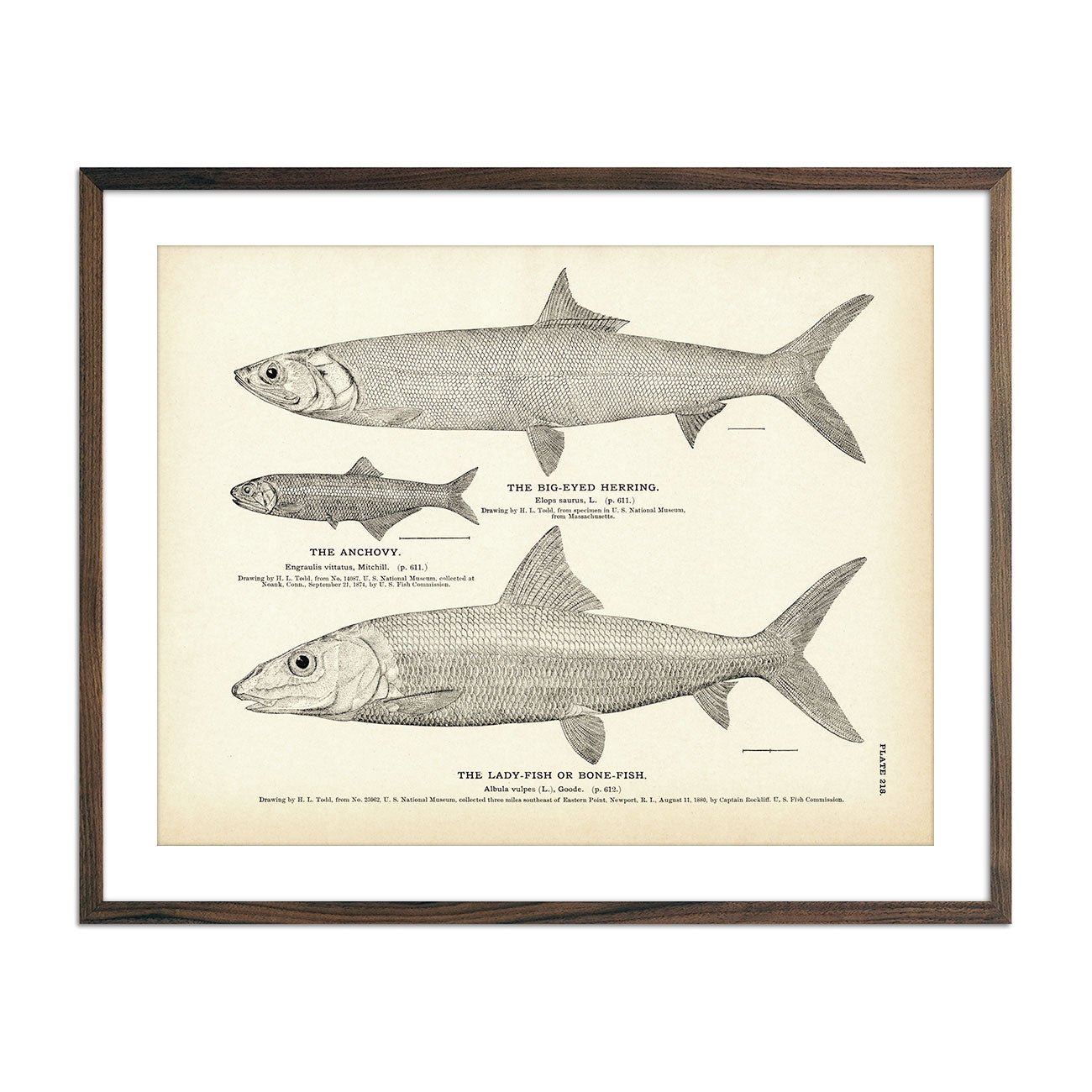 Vintage Big-Eyed Herring, Anchovy and Lady-Fish fish print