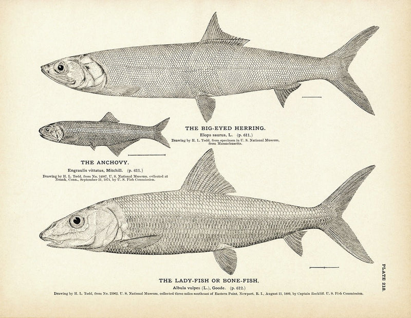 Big - Eyed Herring, Anchovy, and Lady - Fish (Bone - Fish) Art Print - Muir Way - Fisheries