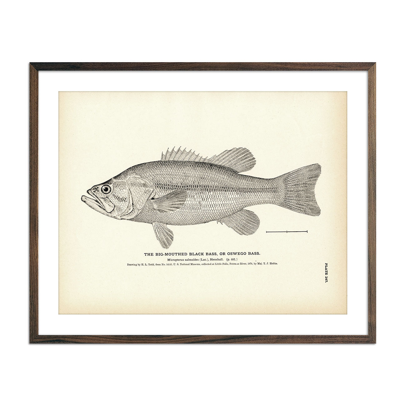 Vintage Big-Mouthed Black Bass fish print