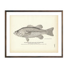 Vintage Big-Mouthed Black Bass fish print