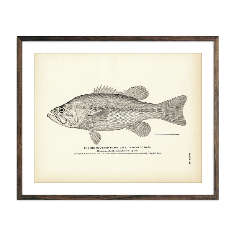 Big - Mouthed Black Bass (Oswego Bass) Art Print - Muir Way - Fisheries