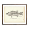 Vintage Big-Mouthed Black Bass fish print