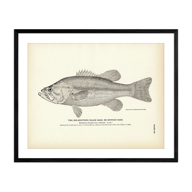 Big - Mouthed Black Bass (Oswego Bass) Art Print - Muir Way - Fisheries