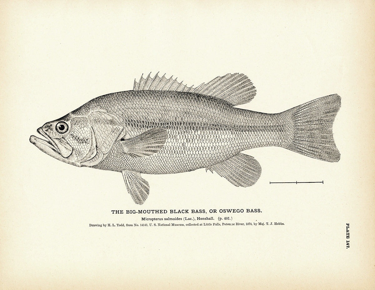 Big-Mouthed Black Bass (Oswego Bass) - 1884 Print
