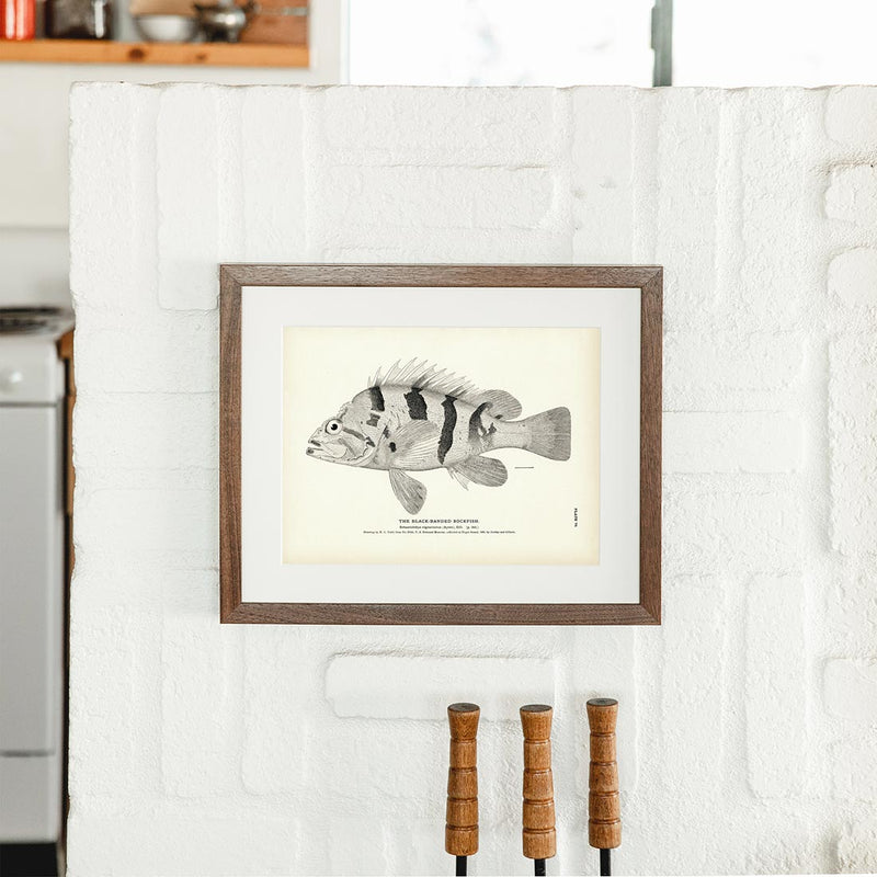 Black - Banded Rockfish Art Print - Muir Way - Fisheries