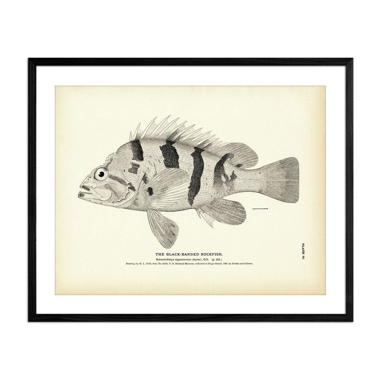 Black-Banded Rockfish - 1884 Print | Muir Way