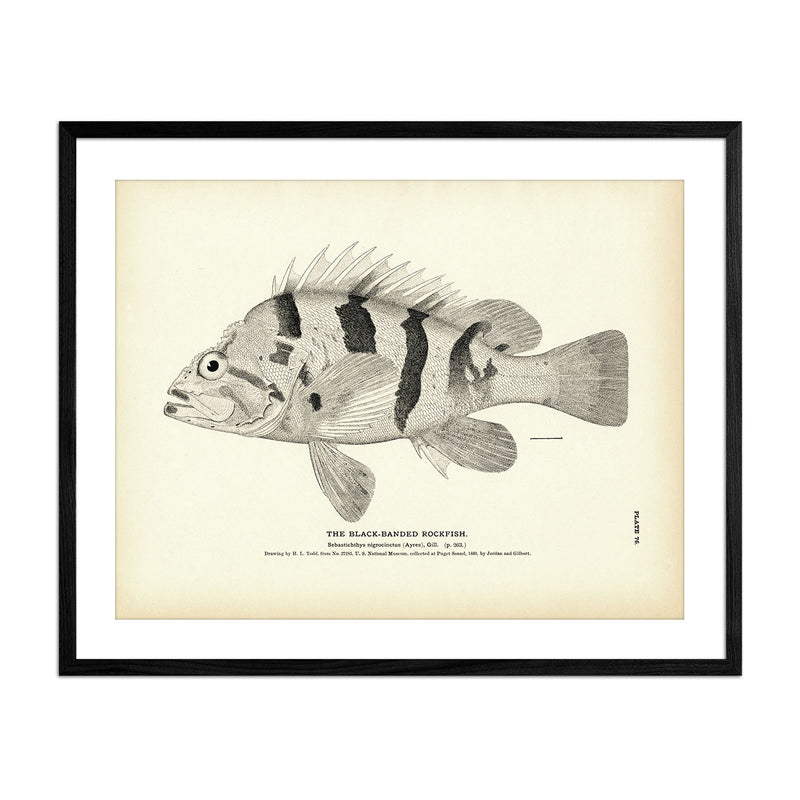 Black - Banded Rockfish Art Print - Muir Way - Fisheries