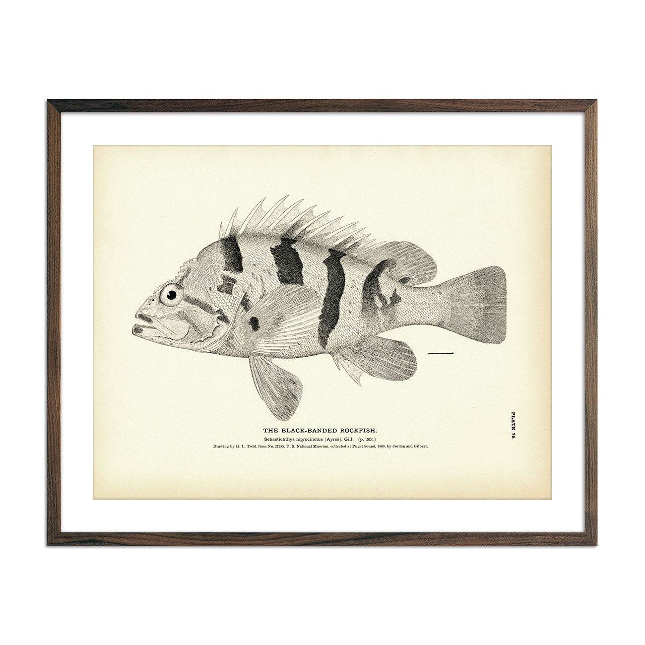 Vintage Black-Banded Rockfish fish print