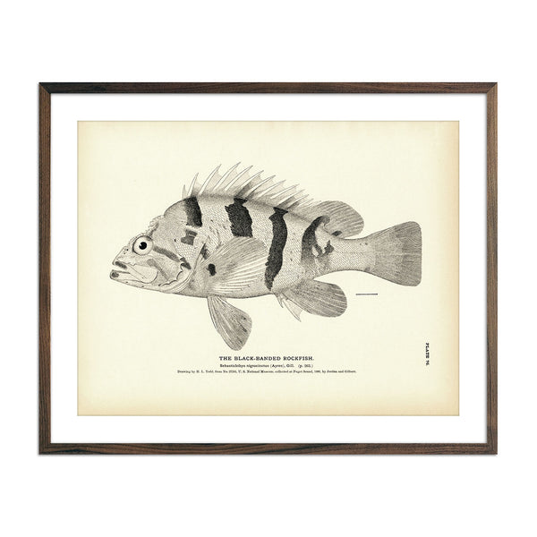 Black-Banded Rockfish - 1884 Print | Muir Way