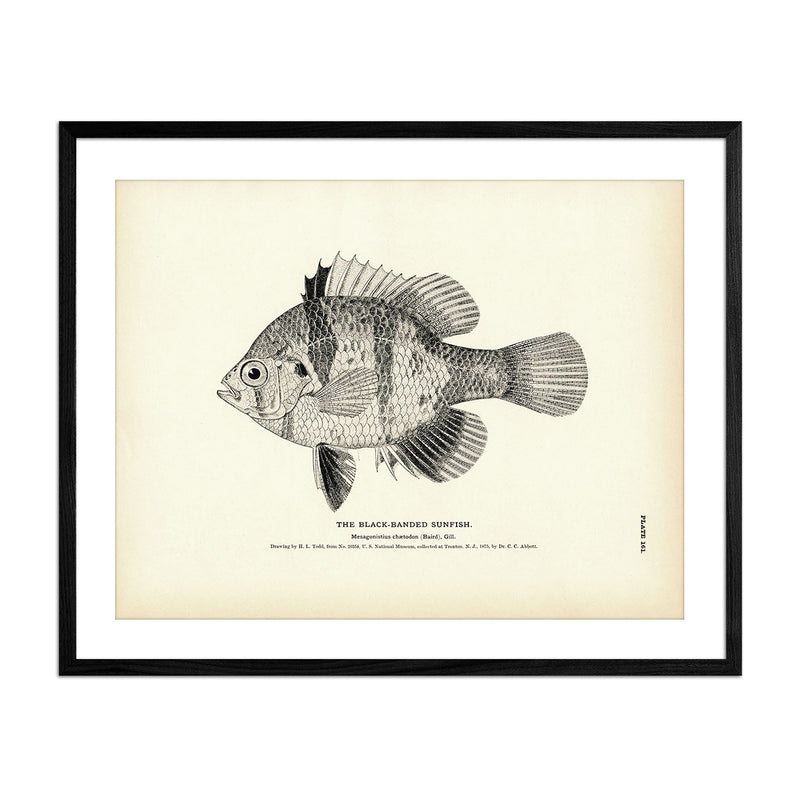 Black - Banded Sunfish Art Print - Muir Way - Fisheries