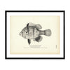 Black-Banded Sunfish Art Print