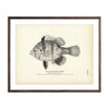 Vintage Black-Banded Sunfish fish print