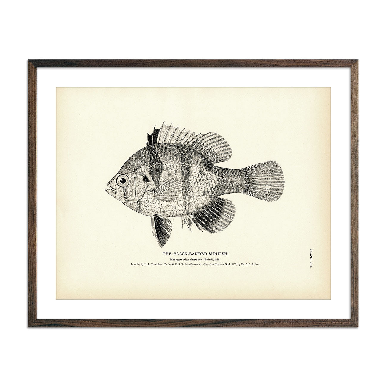 Vintage Black-Banded Sunfish fish print