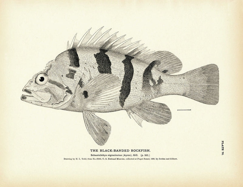 Black - Banded Rockfish Art Print - Muir Way - Fisheries