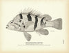Black-Banded Rockfish Art Print