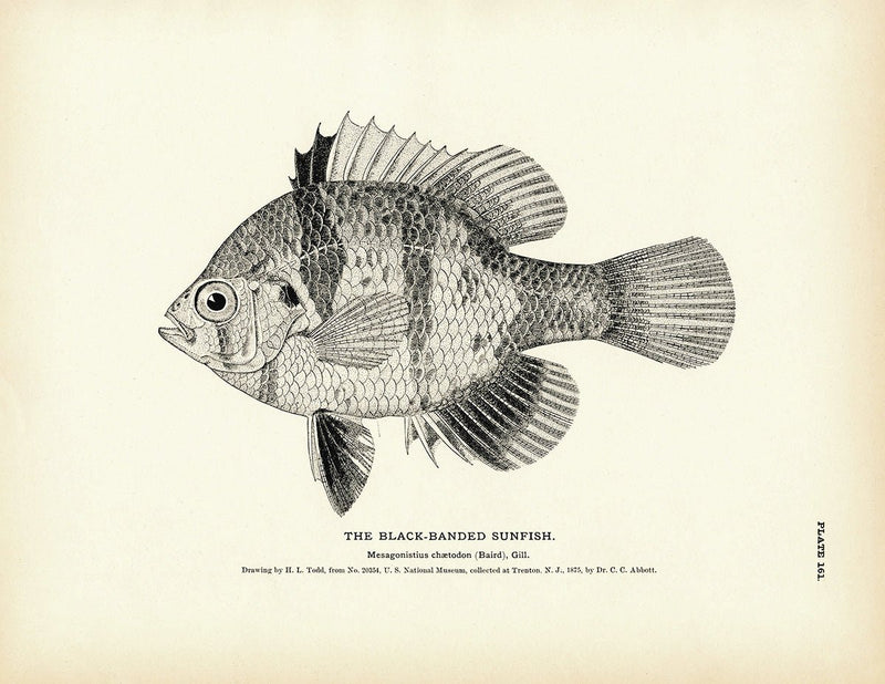Black - Banded Sunfish Art Print - Muir Way - Fisheries