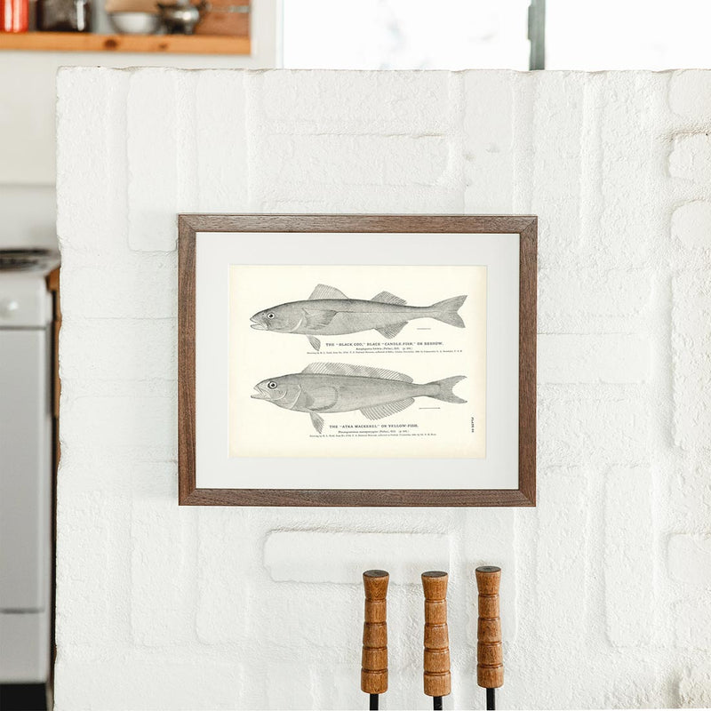 Black Cod (Black Candle - Fish or Beshow) and Atka Mackerel (Yellow - Fish) Art Print - Muir Way - Fisheries