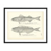 Black Cod (Black Candle-Fish or Beshow) and Atka Mackerel (Yellow-Fish) Art Print