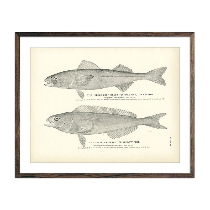 Black Cod (Black Candle - Fish or Beshow) and Atka Mackerel (Yellow - Fish) Art Print - Muir Way - Fisheries