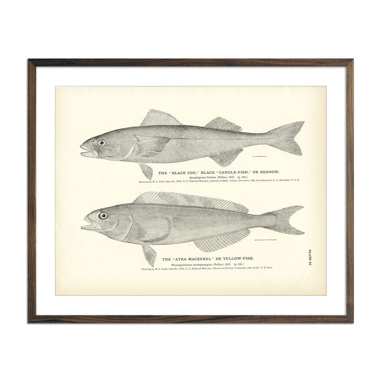 Vintage Black Cod and Atka Mackerel fish print