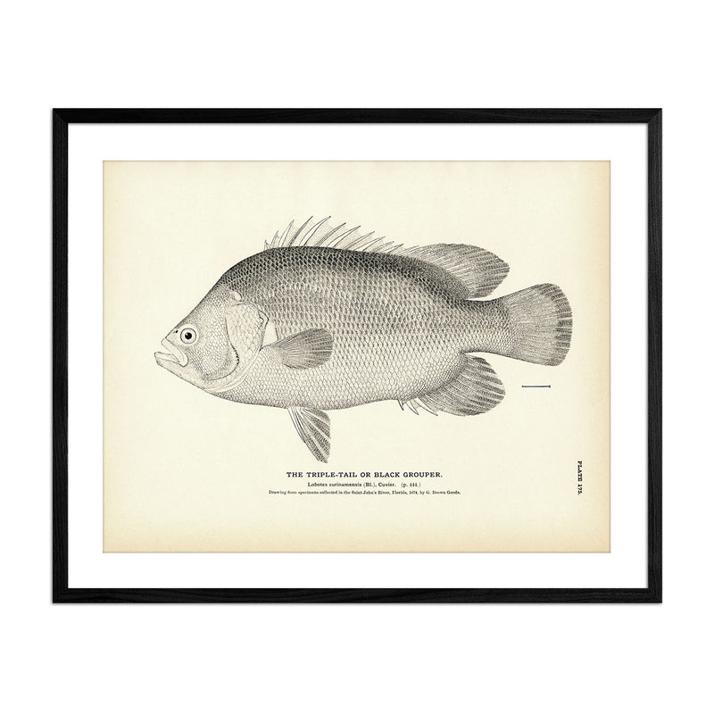 Triple - Tail (Black Grouper) Art Print - Muir Way - Fisheries