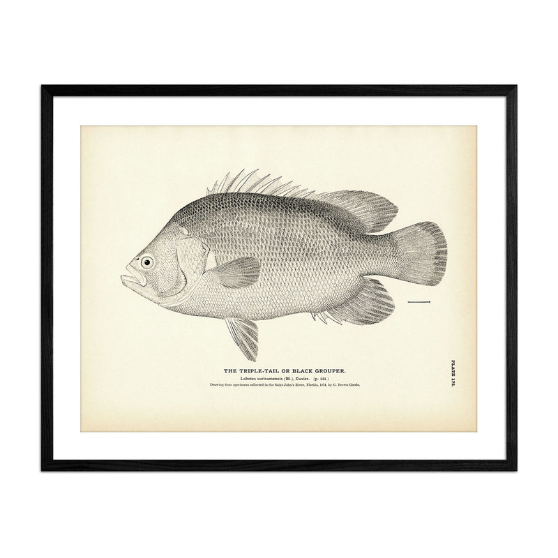Vintage Triple-Tail fish print