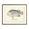 Vintage Triple-Tail fish print