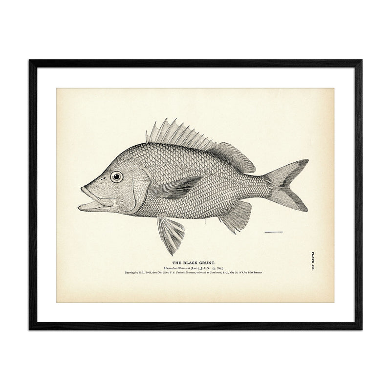 Black Grunt Art Print - Muir Way - Fisheries