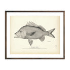 Vintage Black Grunt fish print