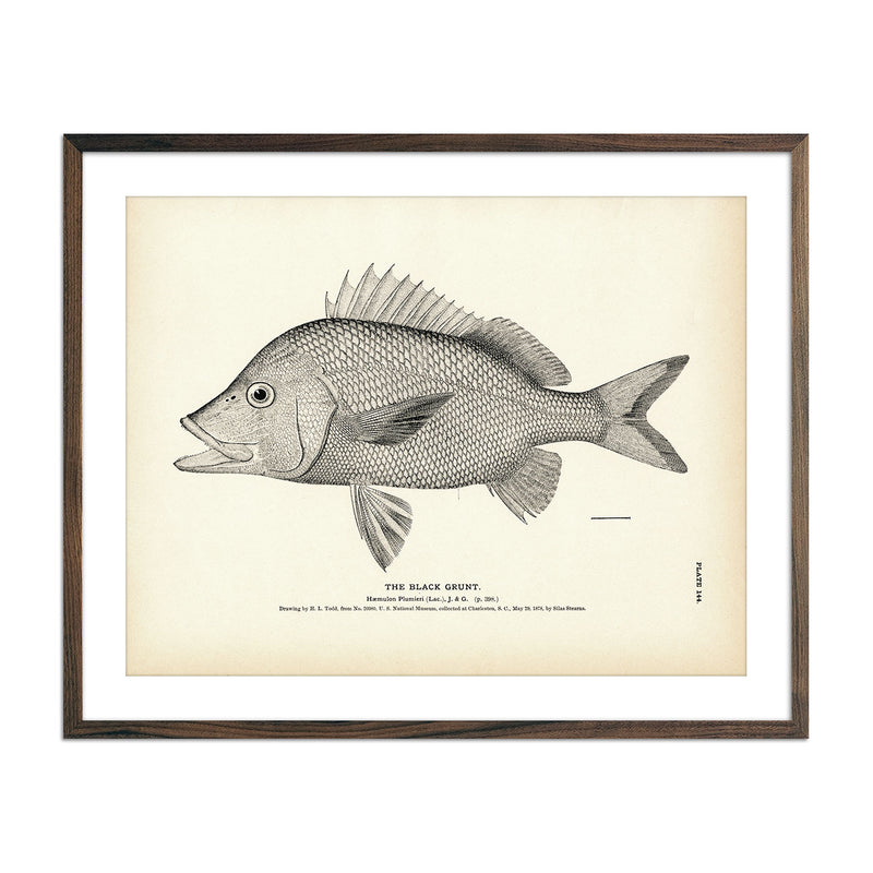 Black Grunt Art Print - Muir Way - Fisheries